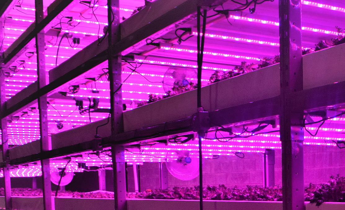 selecting-the-best-horticultural-lighting